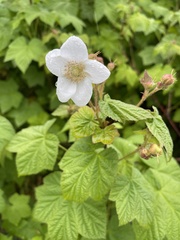 Rubus parviflorus
