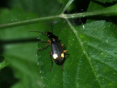 Chlaenius bioculatus