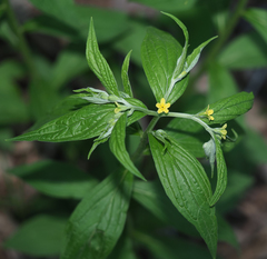 Lithospermum latifolium
