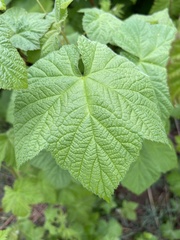 Rubus parviflorus