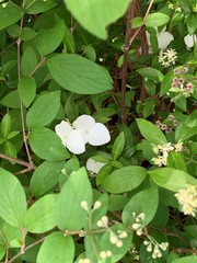 Hydrangea luteovenosa