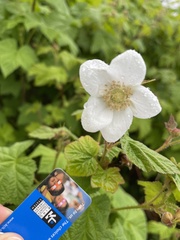 Rubus parviflorus