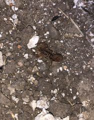 Centruroides elegans