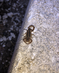 Centruroides elegans