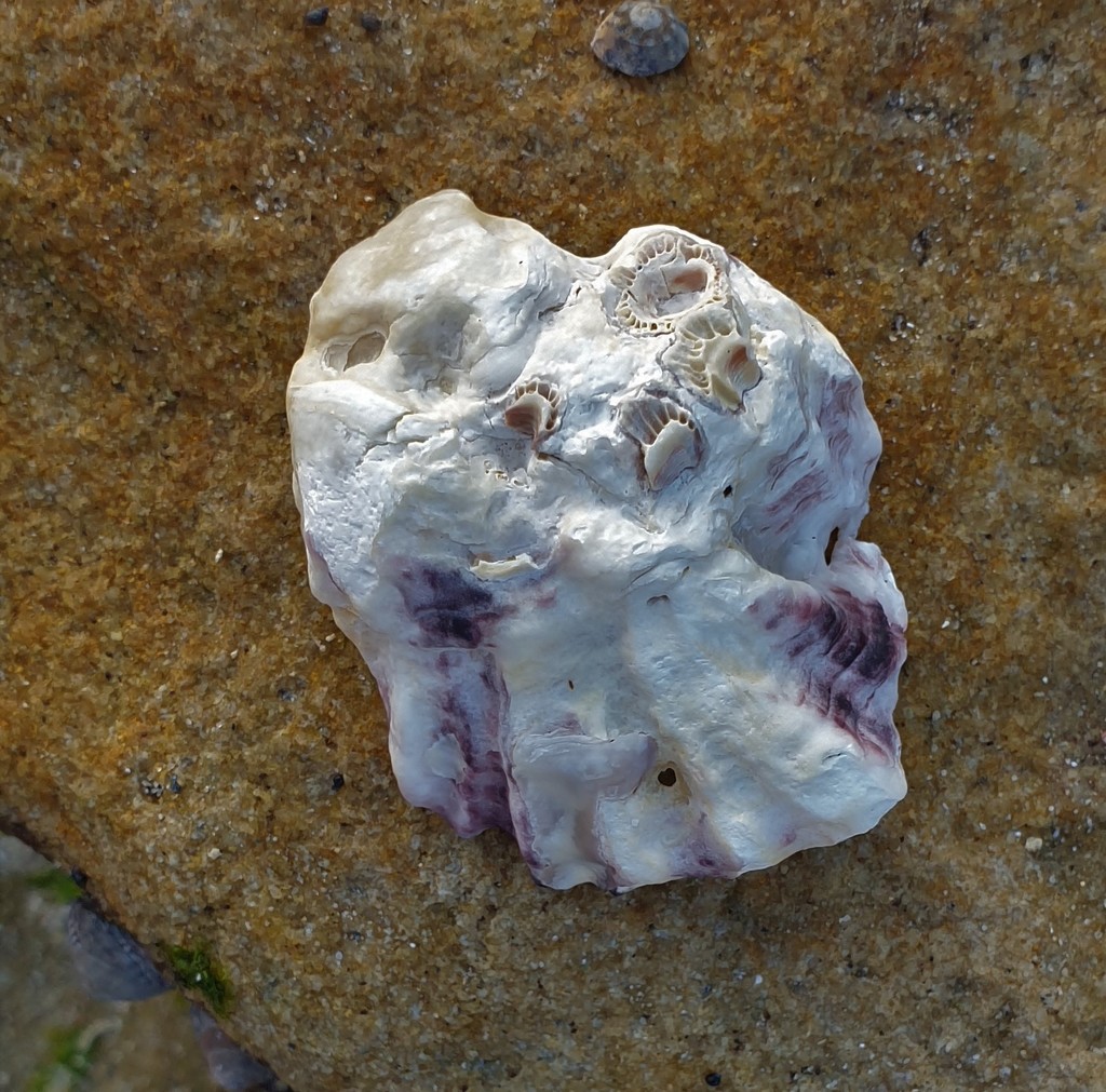 Sydney Rock Oyster from Sydney NSW, Australia on May 03, 2021 at 04:30 ...