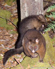 Trichosurus vulpecula fuliginosus