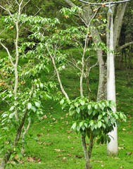 Tabernaemontana litoralis