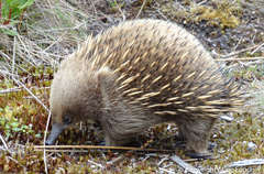 Short-Beaked Echidna photo 5
