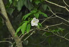 Tabernaemontana litoralis