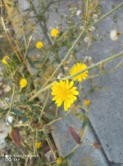 Helminthotheca echioides