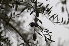 Olea europaea