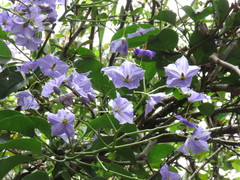 Solanum wendlandii