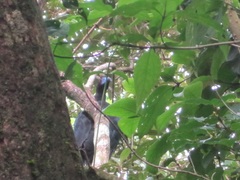 Chamaepetes unicolor
