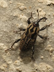 Sphenophorus cariosus