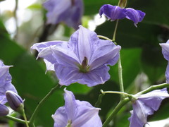 Solanum wendlandii
