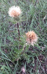 Cirsium horridulum