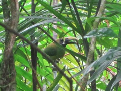 Aulacorhynchus prasinus caeruleogularis