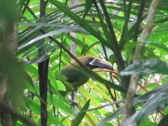 Aulacorhynchus prasinus caeruleogularis