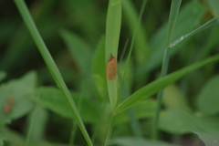 Sparganothis distincta