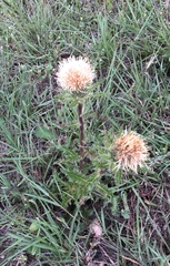 Cirsium horridulum