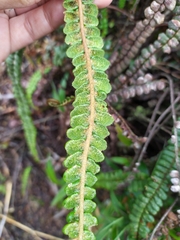 Jamesonia verticalis