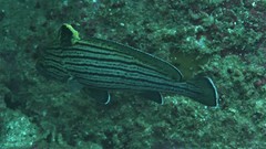 Pareques fuscovittatus