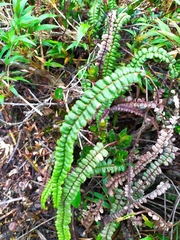 Jamesonia verticalis