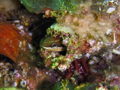 Plagiotremus azaleus