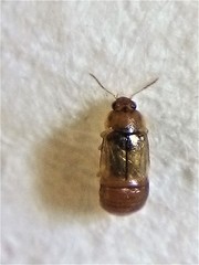 Austrolophrum cribriceps