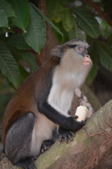 Cercopithecus mona
