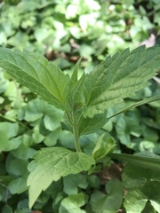 Verbena urticifolia