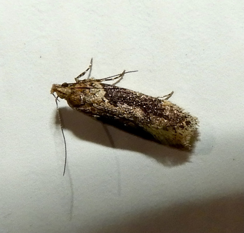 Black-smudged Chionodes Moth and Allies photo 2