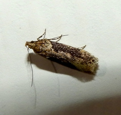 Black-smudged Chionodes Moth