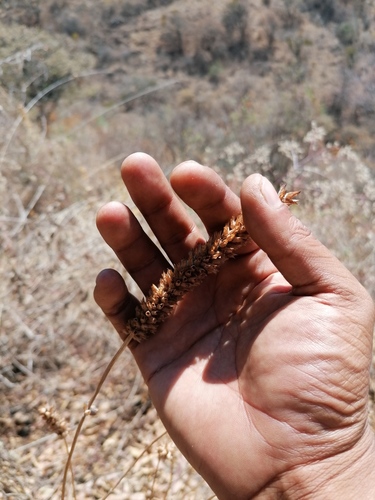 Salvia lavanduloides