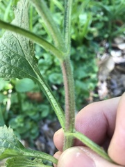 Verbena urticifolia
