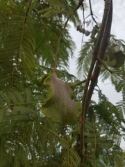 Jacaranda caucana