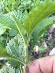 Verbena urticifolia