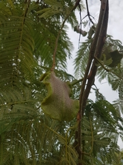 Jacaranda caucana