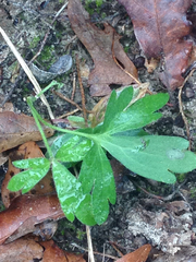 Delphinium carolinianum