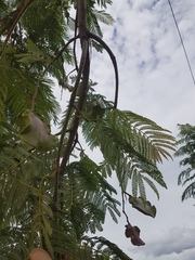 Jacaranda caucana