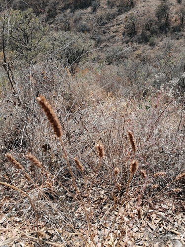 Salvia lavanduloides