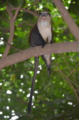 Cercopithecus mona