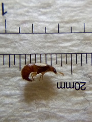 Austrolophrum cribriceps