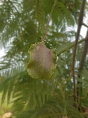 Jacaranda caucana