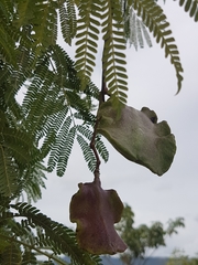 Jacaranda caucana
