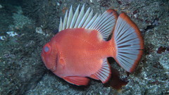 Pristigenys serrula