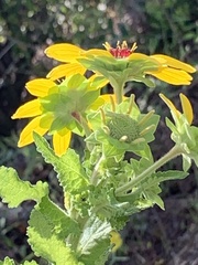 Berlandiera lyrata