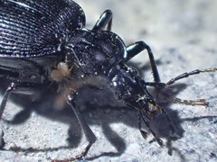 Scaphinotus interruptus