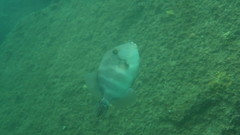 Pseudobalistes naufragium