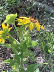 Berlandiera lyrata
